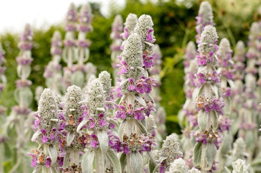 Flores de las labiadas