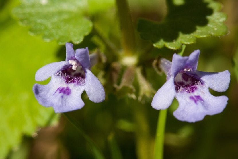 Flores de Lamium
