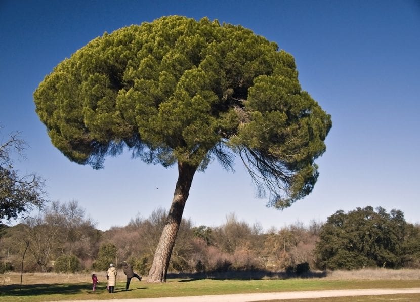 Pino piñonero