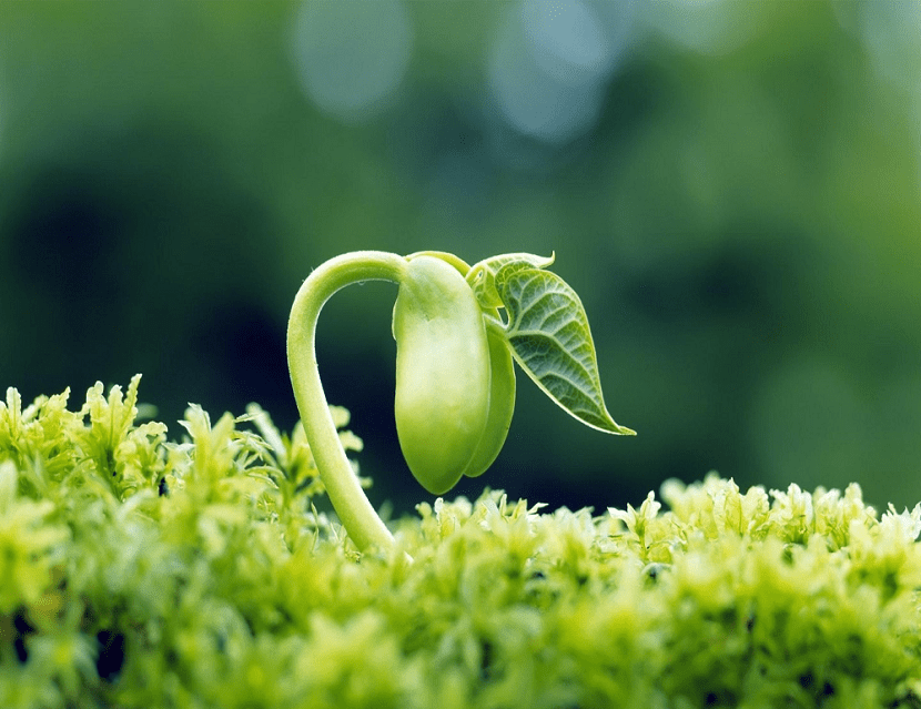 las semillas son muy importantes para la conservación de las plantas