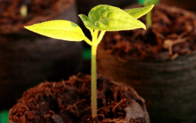 Plantin joven en semillero