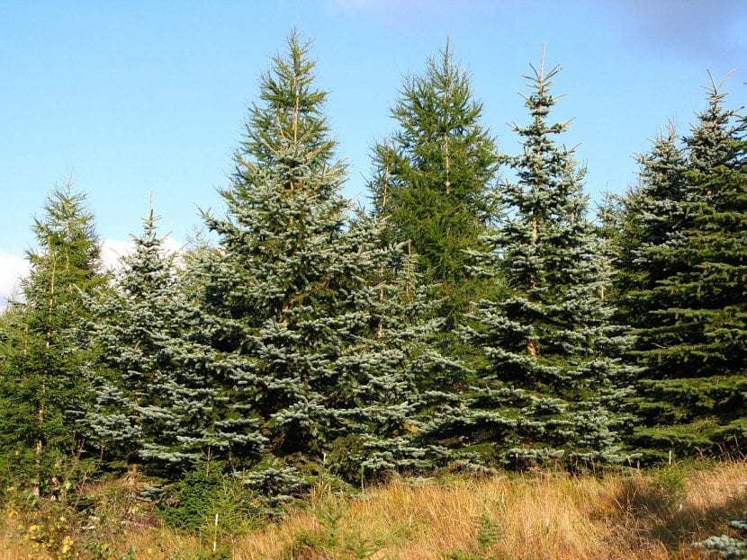 Vista de un grupo de Picea pungens