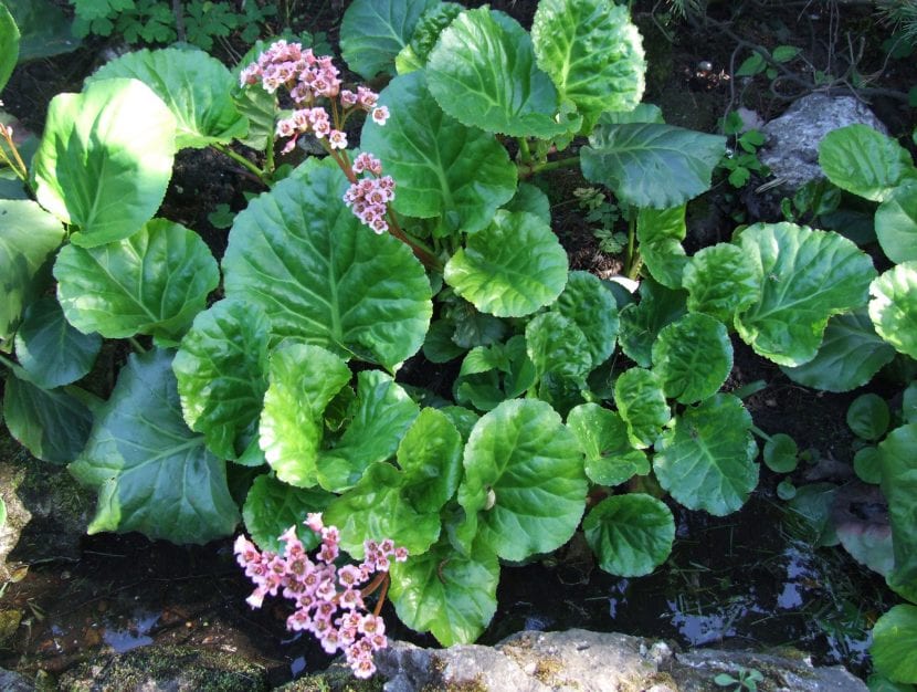 Vista de la Bergenia crassifolia