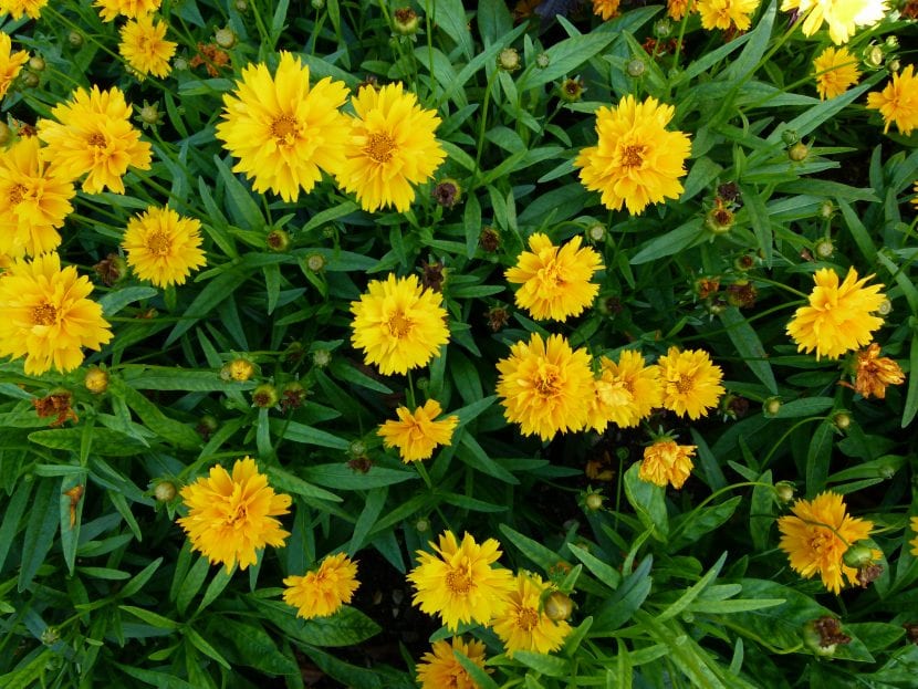 La Coreopsis grandiflora es una planta de flor amarilla