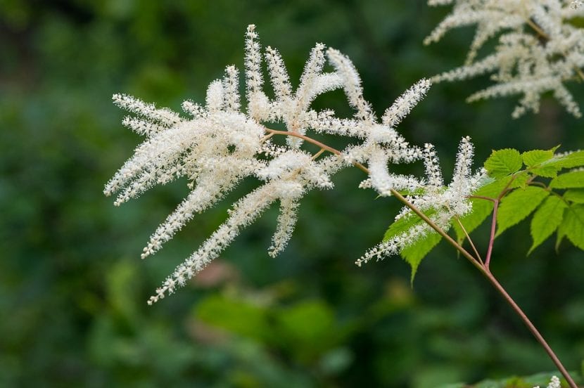 El astilbe es una planta vivaz