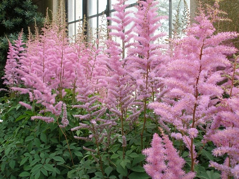 La planta de Astilbe produce muchas flores