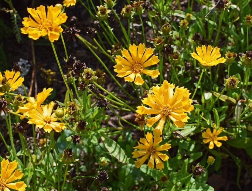 El coreopsis es una flor muy bonita