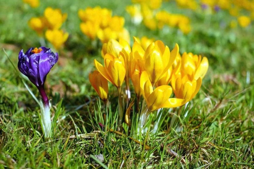 Vista del Crocus en flor