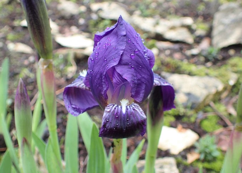 El Iris lutescens es una bulbosa