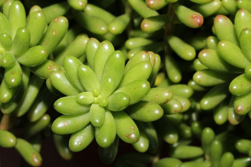 Sedum, es un género de plantas CAM