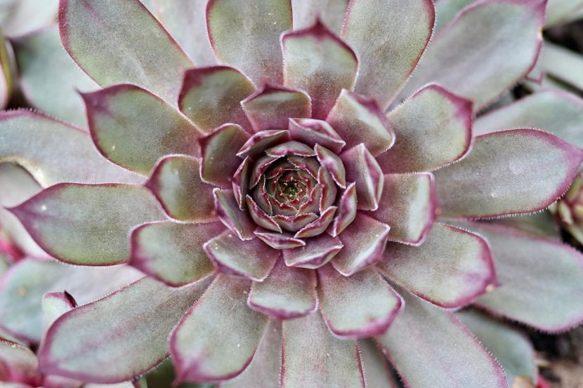 Sempervivum es una crasa CAM