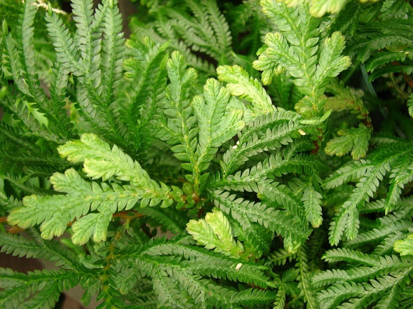 Cuidados de la Selaginella