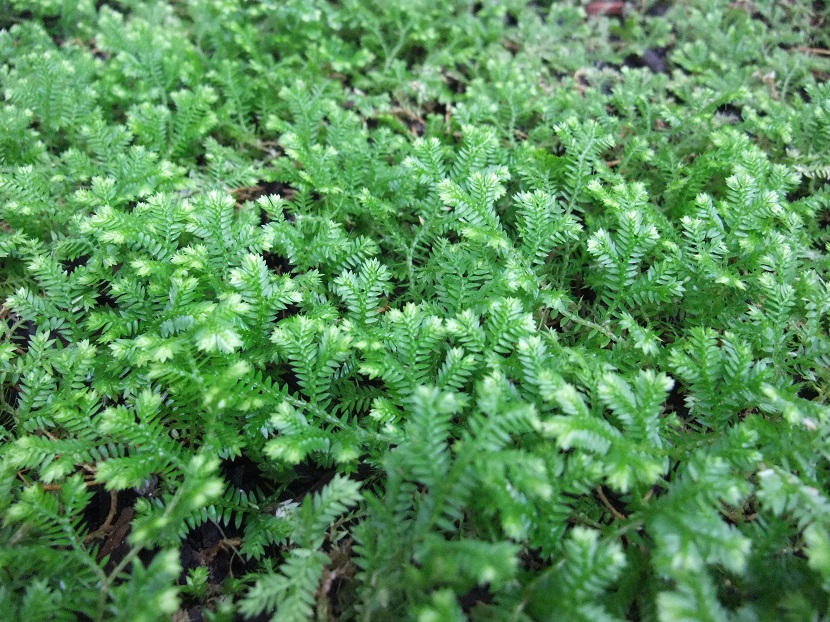 Plantas del género Selaginella