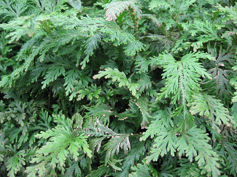 Plantas tropicales