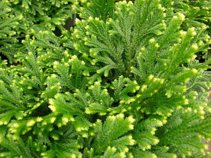 Selaginella crecida