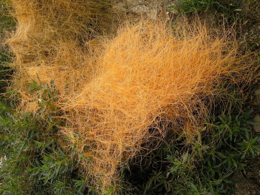 Ejemplar de Cuscuta californica