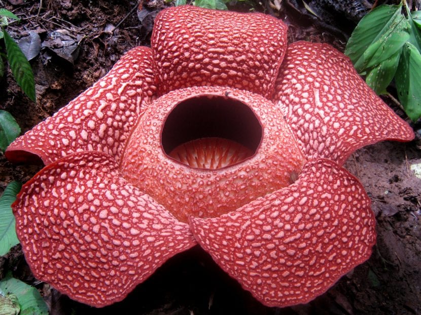 Ejemplar de Rafflesia arnoldi