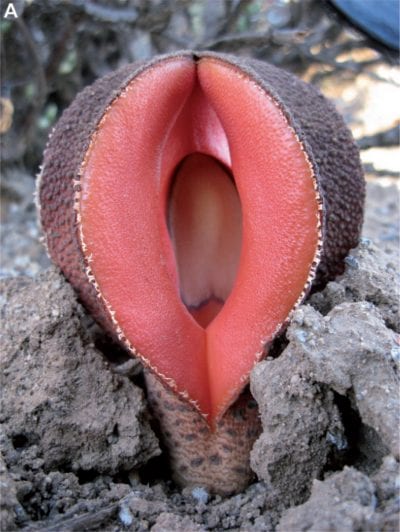 Flor de Hydnora