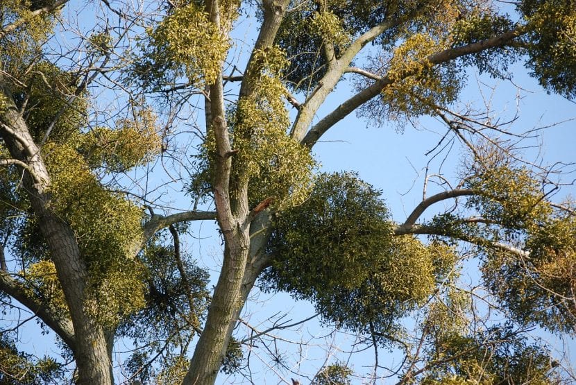 Muérdago en un árbol
