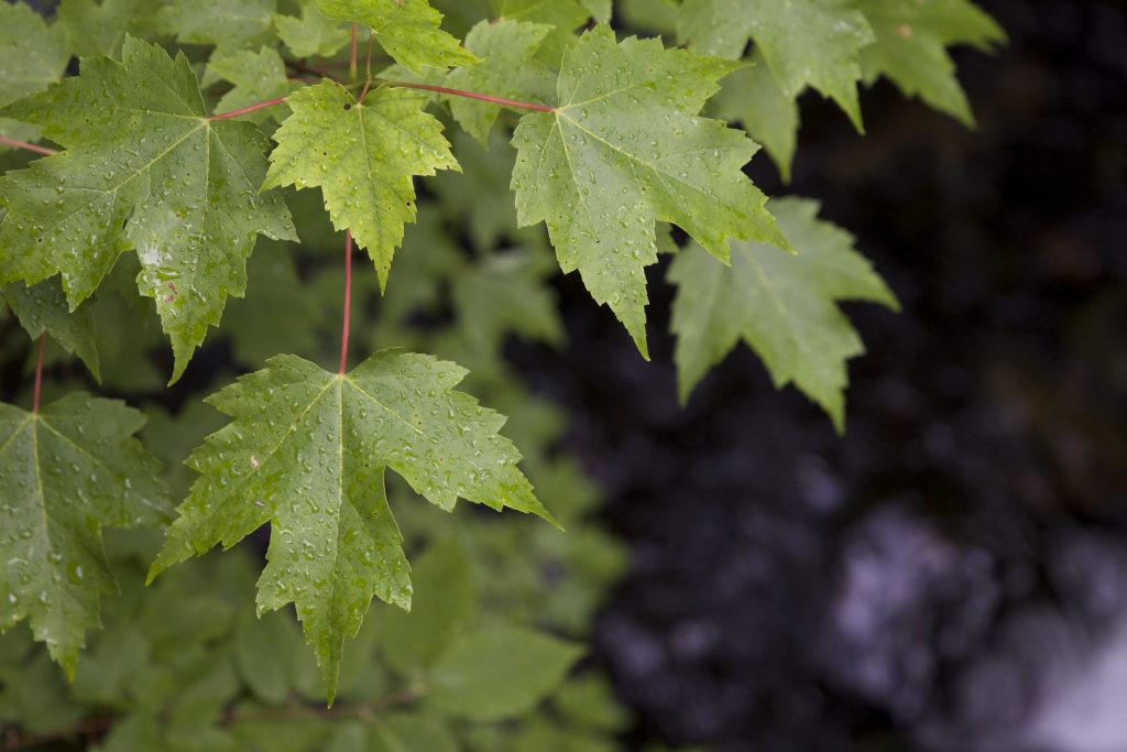 Qué le pasa a una planta cuando llueve: la alarma del jasmonato