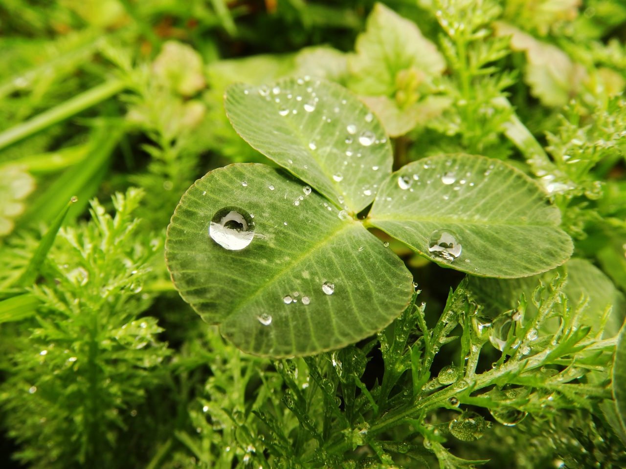 Las plantas necesitan agua, pero la lluvia puede causarle problemas