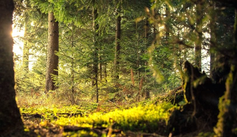Árboles de un bosque