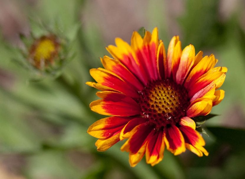 Gallardia en flor