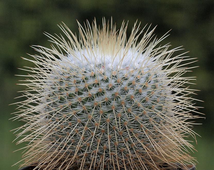 Cactus de Mammillaria dixanthocentron