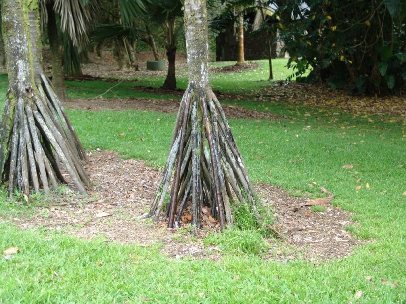 Ráices de la palmera Verschaffeltia