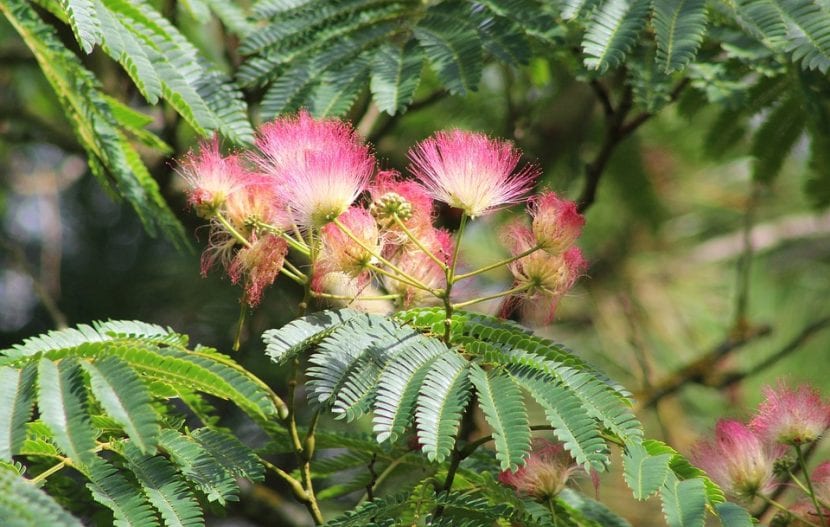 Vista de las flores de la Albizia julibrissin