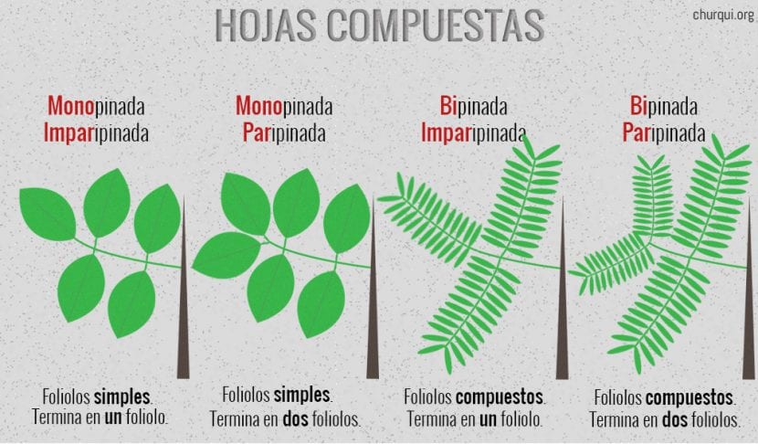 Tipos de hojas compuestas