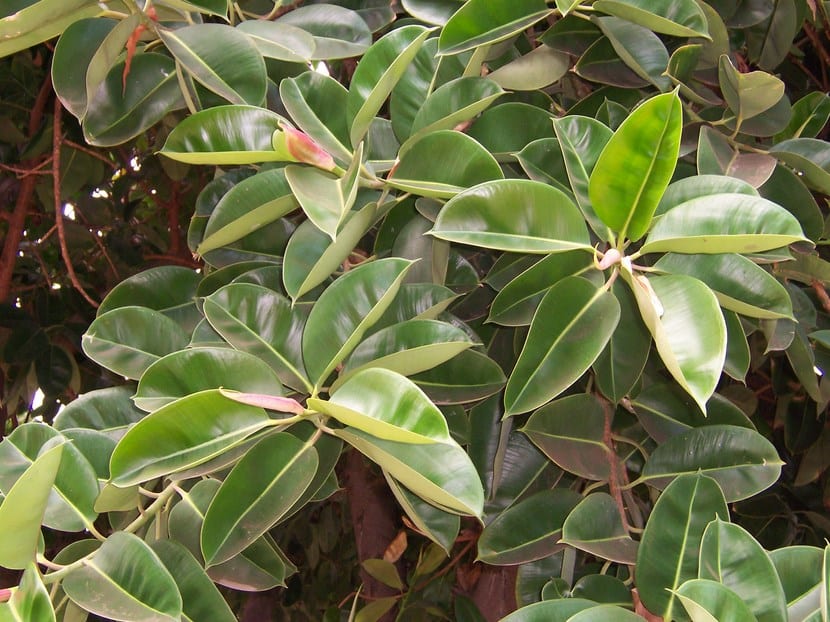 Alelopatía vegetal: plantas que inhiben a otras plantas
