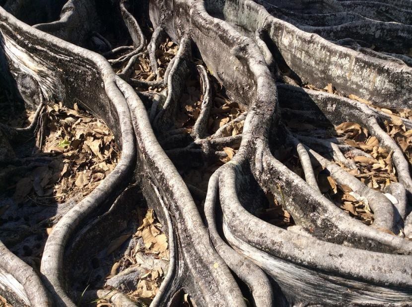 Hay algunas plantas que tienen raíces tóxicas para otras especies, como el eucalipto o los Ficus