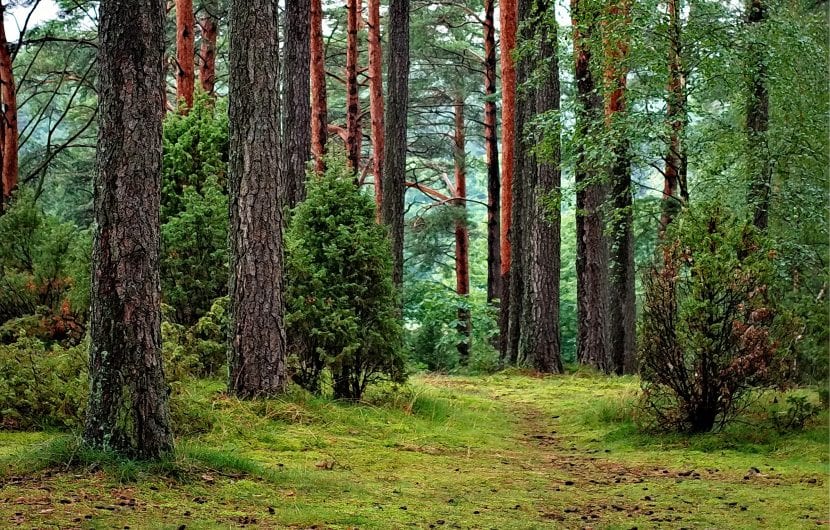 Bosque de climas templados