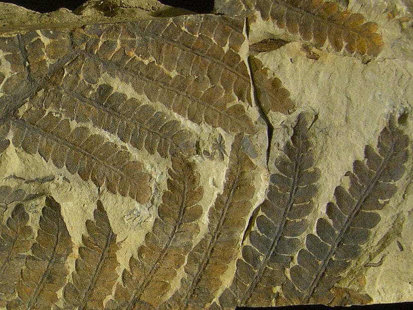 Helecho Pteridofita fosilizado
