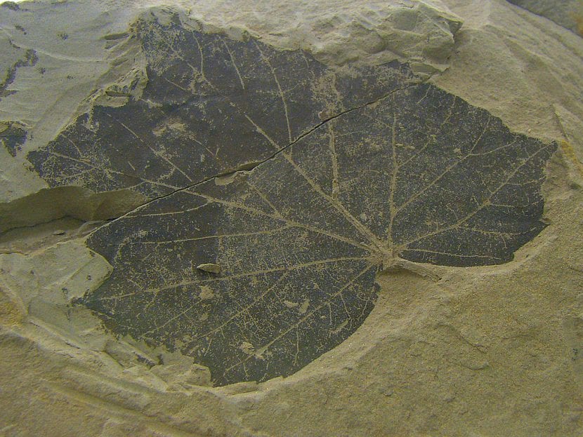 Hoja de árbol fosilizada