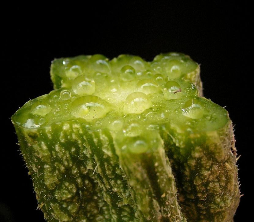 Qué es la savia: savia bruta y savia elaborada