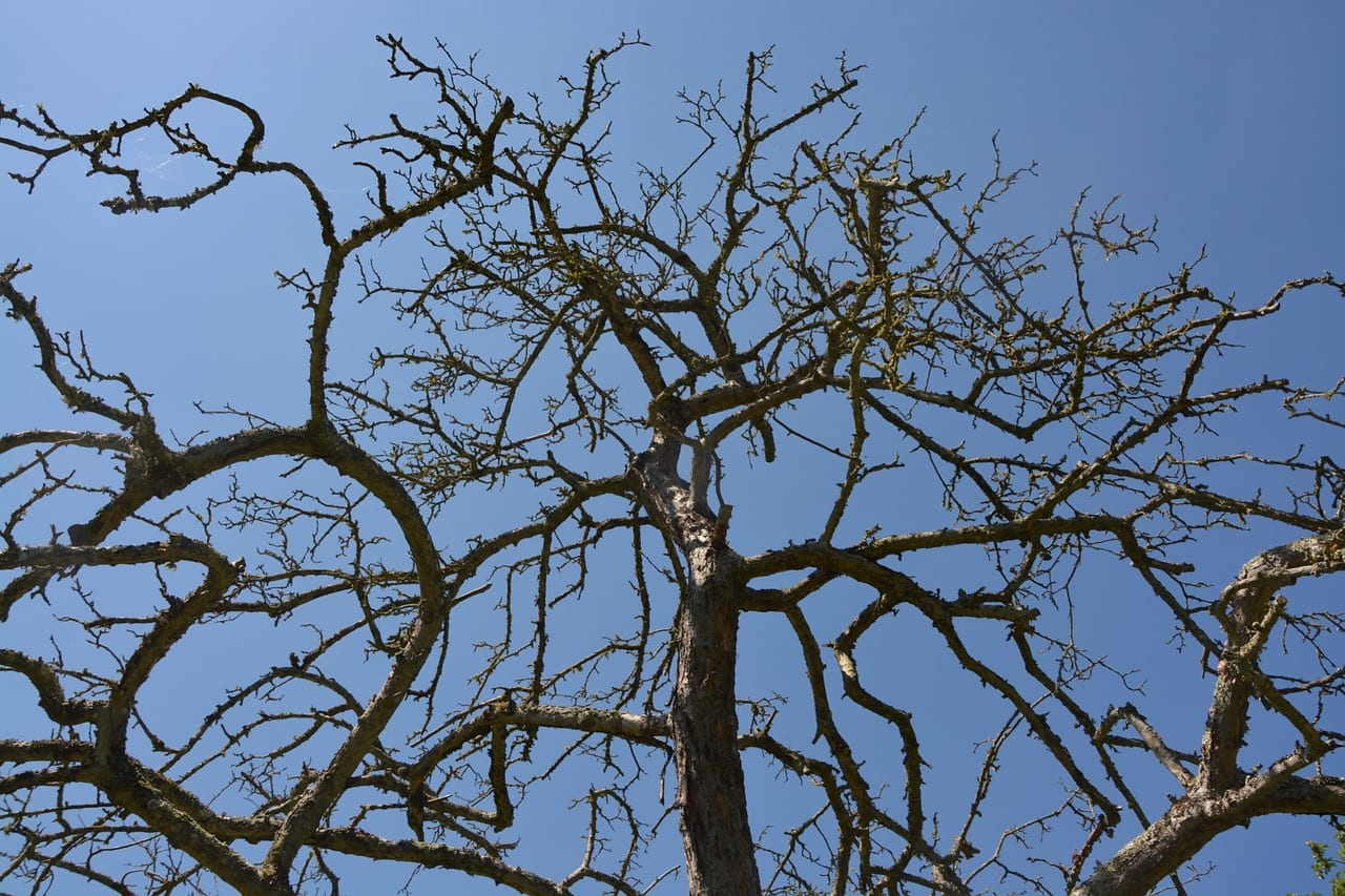 Senescencia de las plantas: qué es y cómo reconocerla