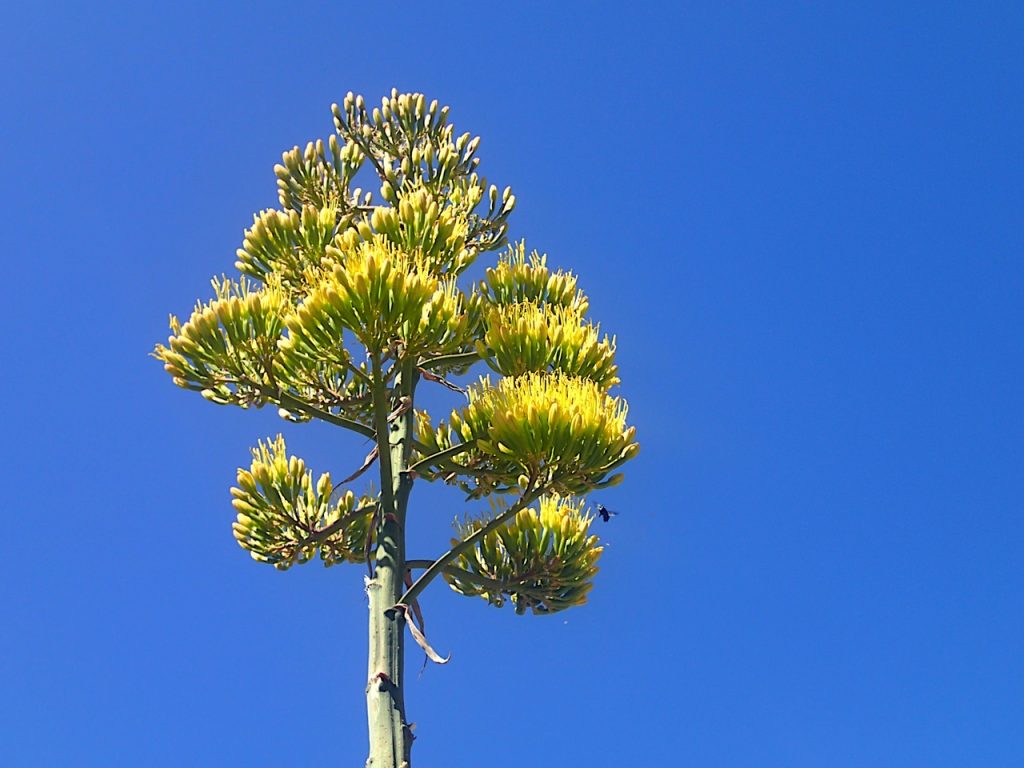 El agave muere tras florecer