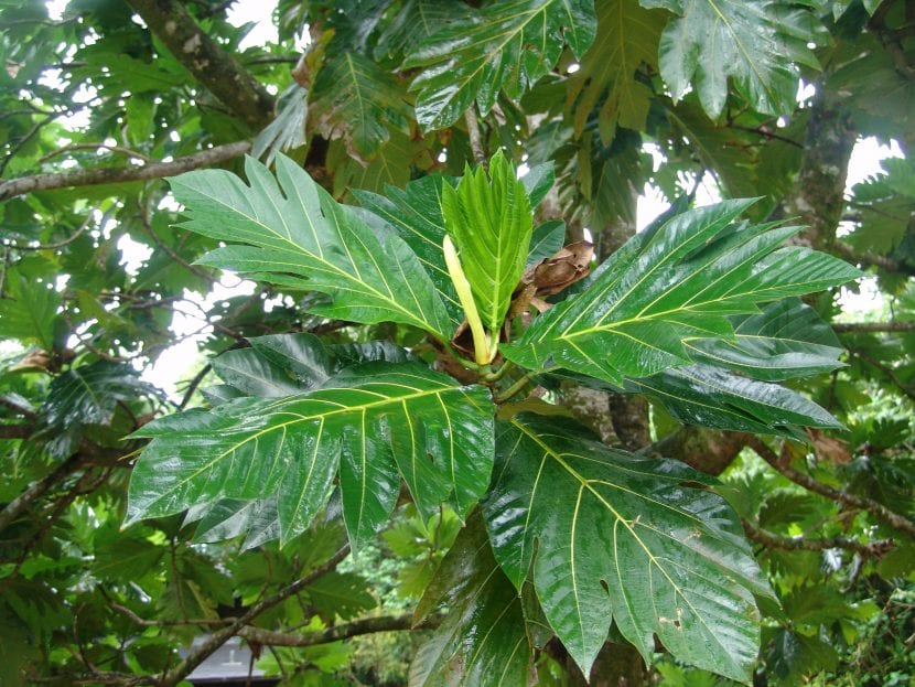Vista de las hojas del árbol del pan