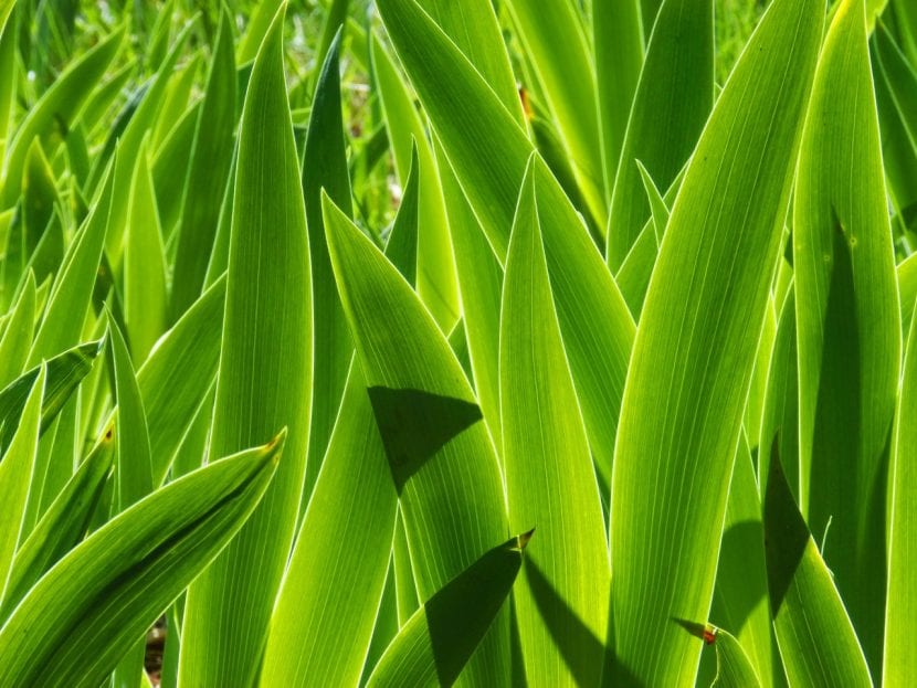 Las hojas del lirio común son largas y lanceoladas