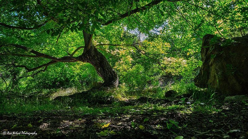 Árbol en bosque