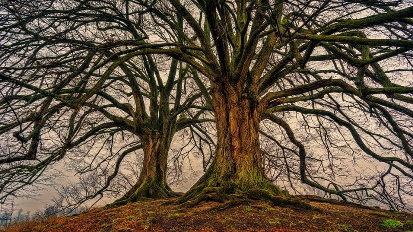 Árboles en invierno