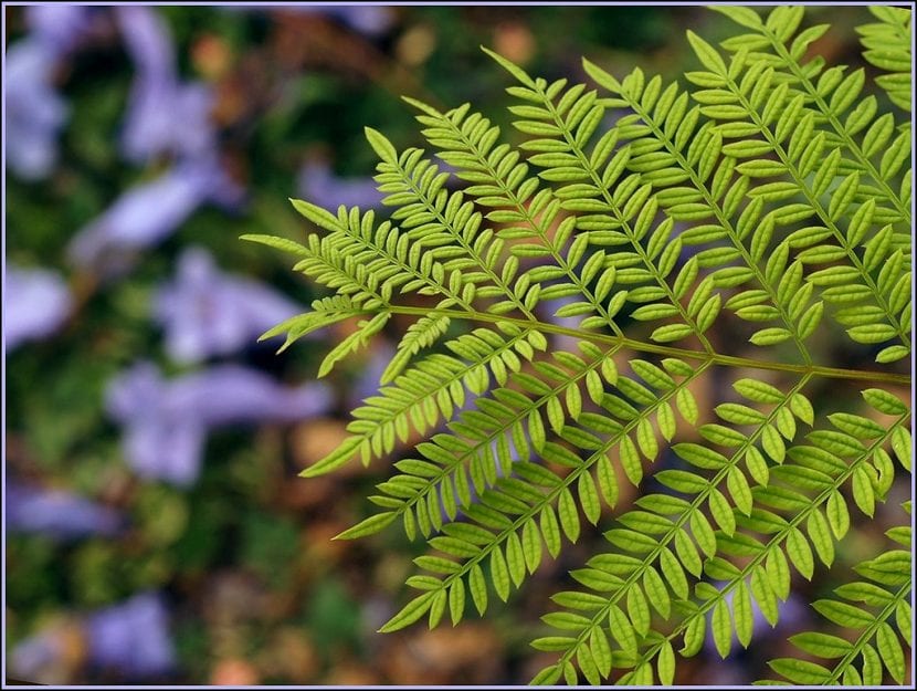 Jacaranda mimosifolia