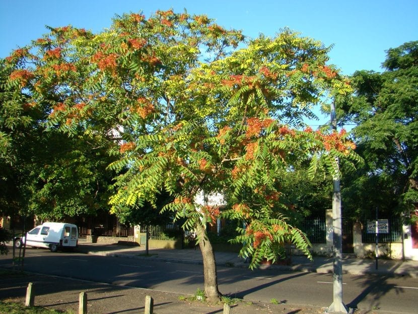 Vista del árbol Ailanthus altissima