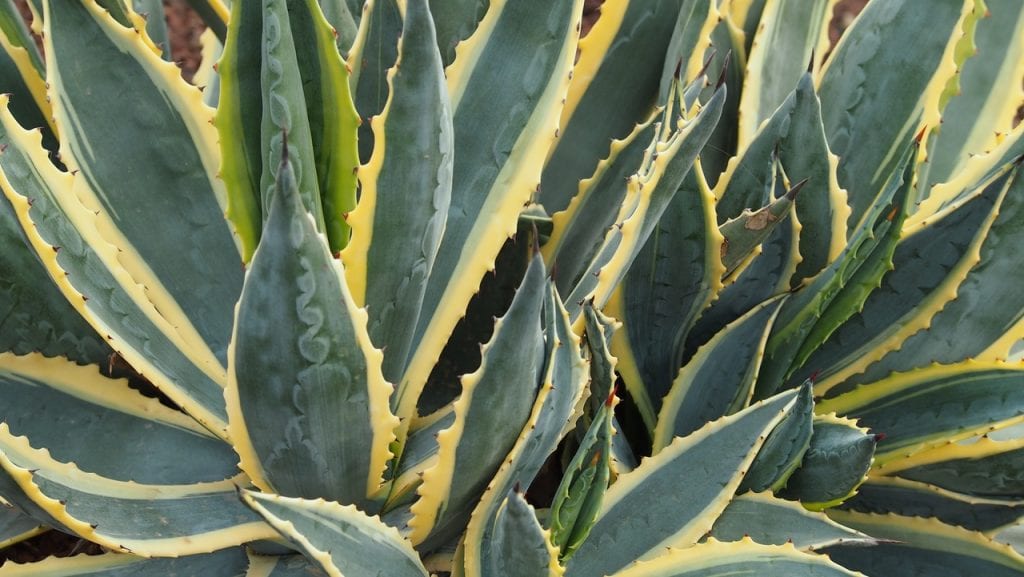 Los agaves producen numerosos hijuelos