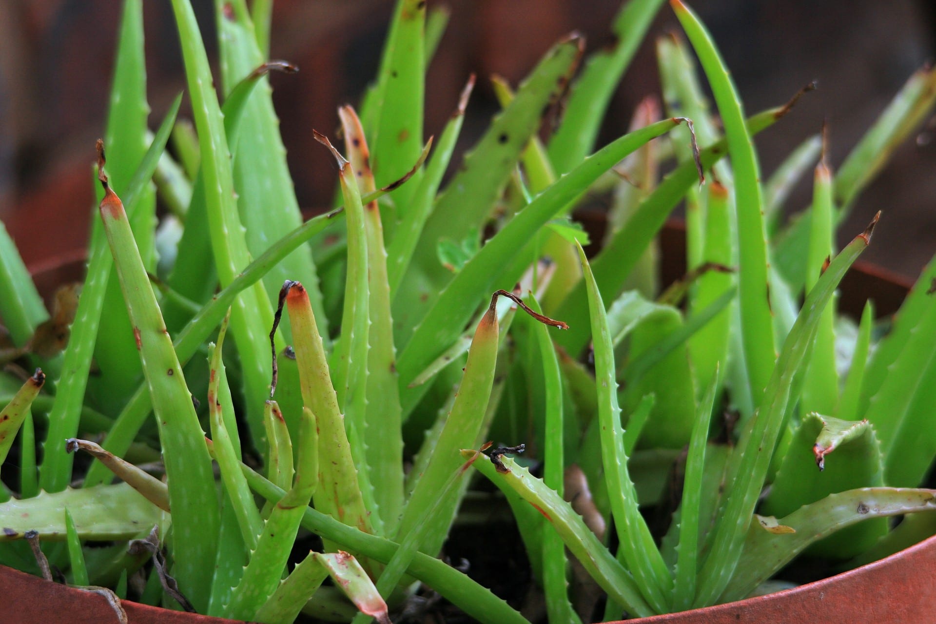Qué es un hijuelo y cómo separarlo de la planta madre