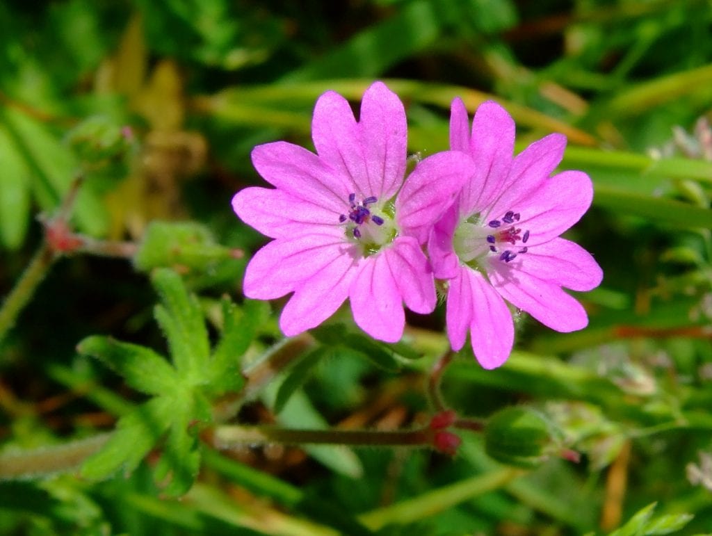 Vista del Geranium molle