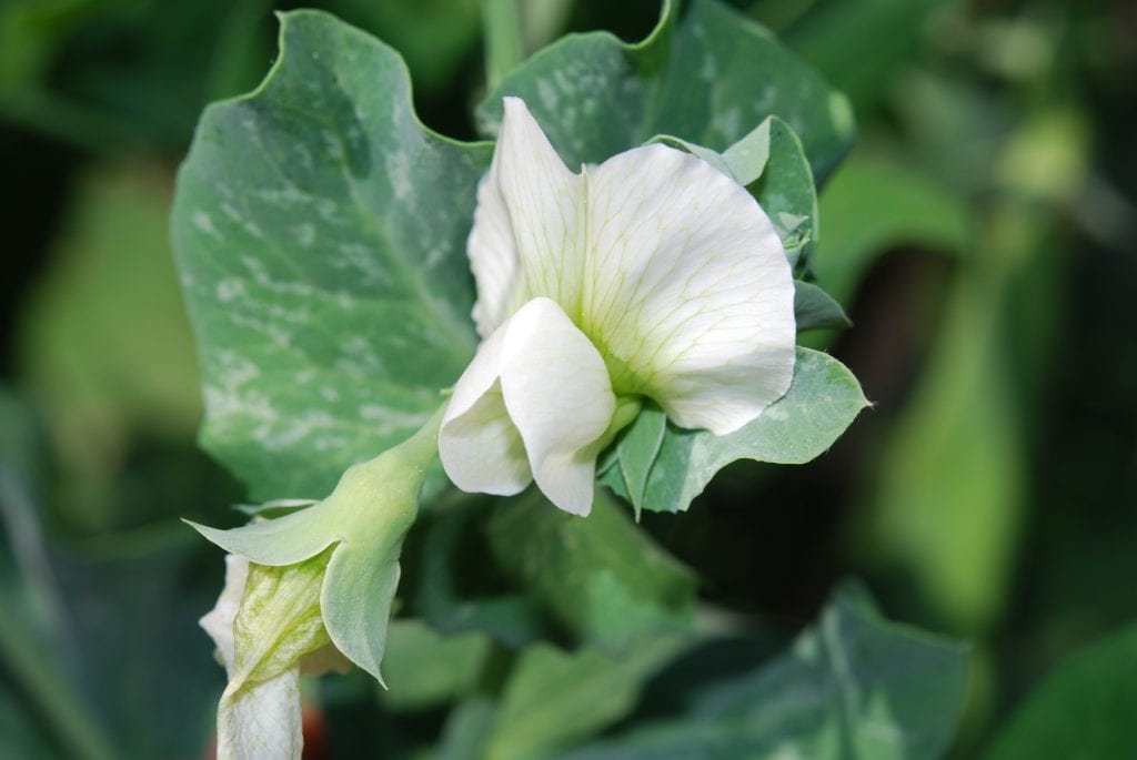 La flor del Pisum sativum es blanca