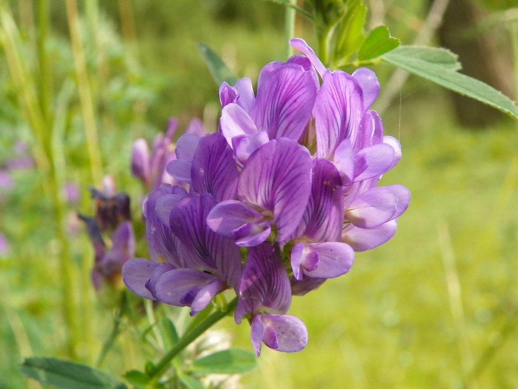 La flor de alfalfa es lila